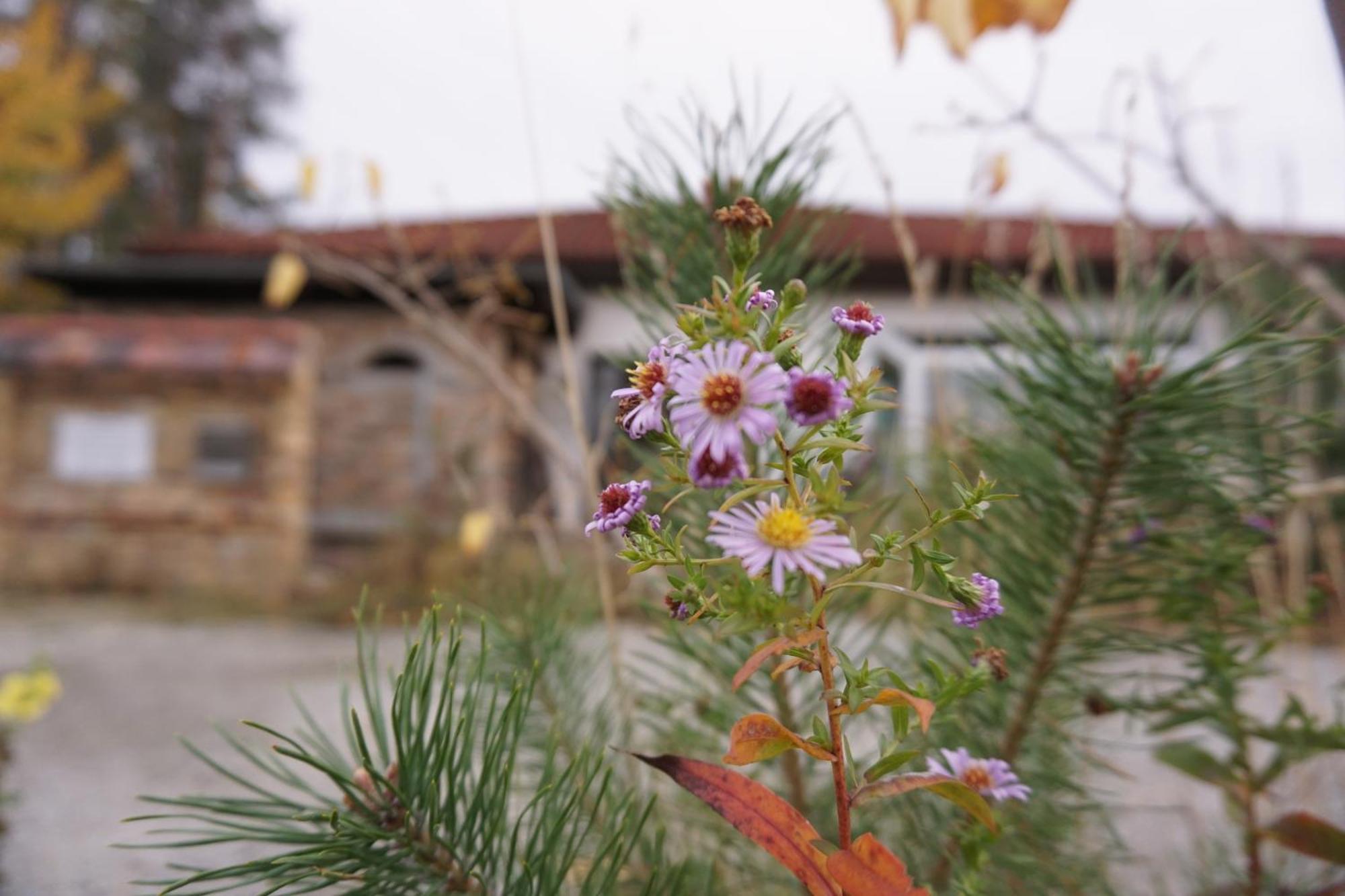 Ferienwohnung Gnubbel Am Wald ไวส์วาสเซอร์ ภายนอก รูปภาพ